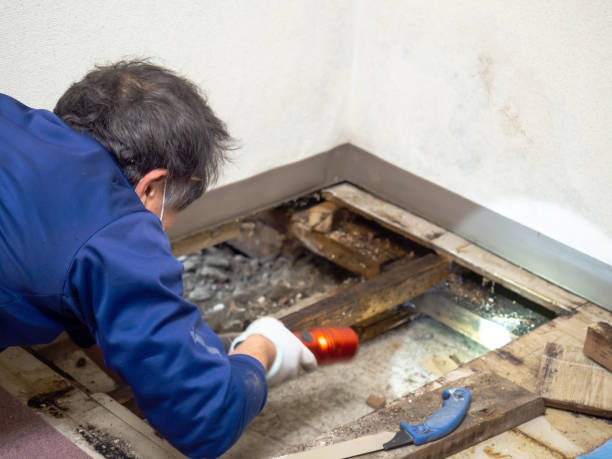 Best Best Mold Removal Companies  in Springfield, GA
