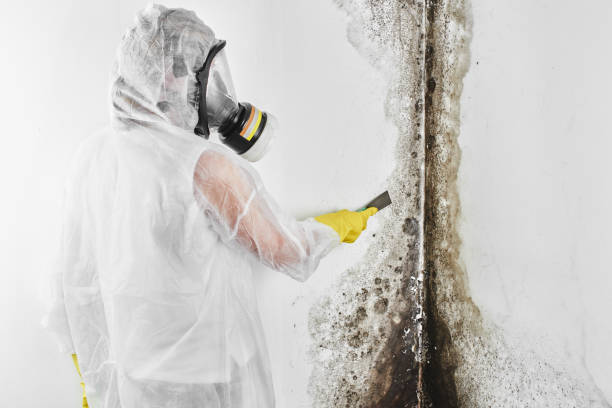 Best Mold Remediation  in Springfield, GA