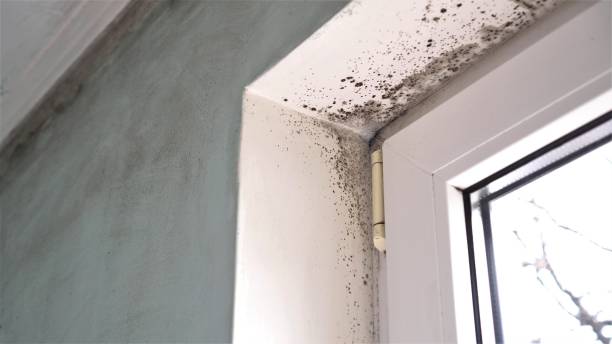 Best Mold Removal Process  in Springfield, GA