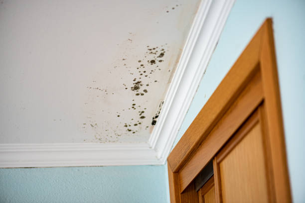 Best Certified Mold Removal  in Springfield, GA