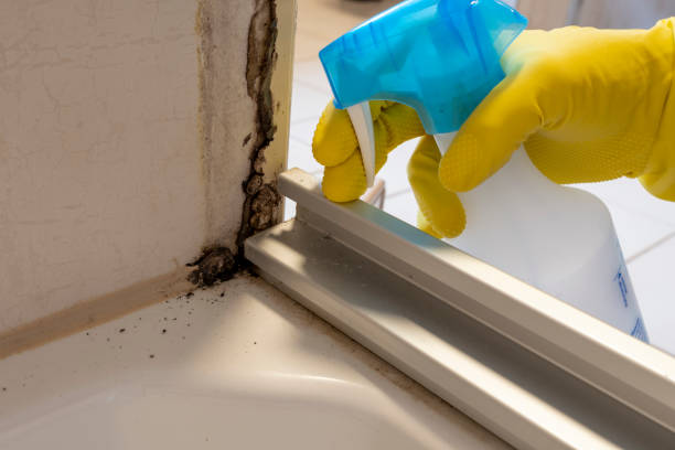 Best Mold Removal Company Near Me  in Springfield, GA