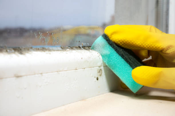 Best Black Mold Removal  in Springfield, GA