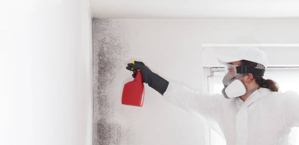 Best Mold Testing  in Springfield, GA