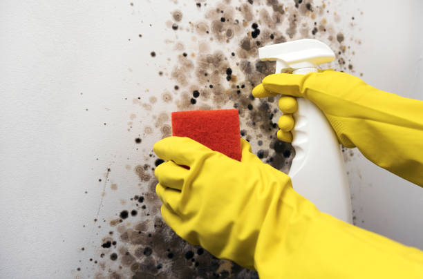 Best Mold Remediation  in Springfield, GA