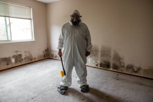 Best Best Mold Removal Companies  in Springfield, GA