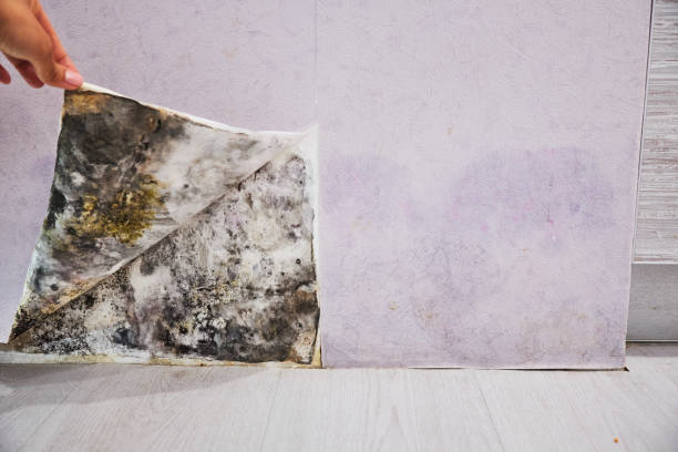 Best Same-Day Mold Removal  in Springfield, GA